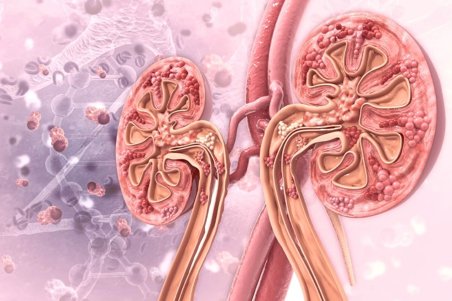 nano-l-doctors-p-tests-nephrology-01